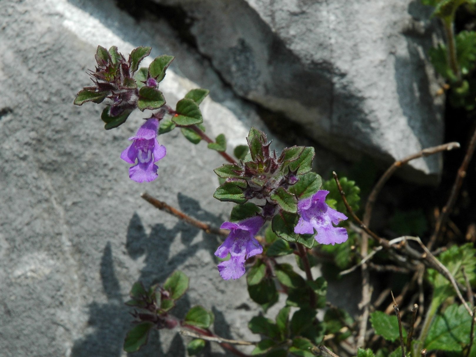 Calamintha ?no, Acinos alpinus